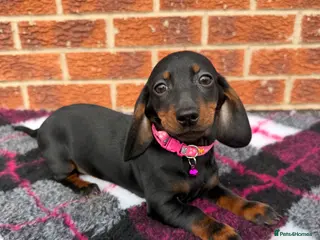 Miniature Dachshund dogs Dachshund Puppies Ready To Leave - Advert 8