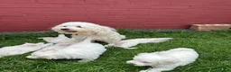 Bichon Frise dogs for sale:     🐶 6 Adorable Puppies Looking for a Home - Advert 7