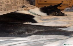 Border Collie dogs for sale: Border collie - Image 3