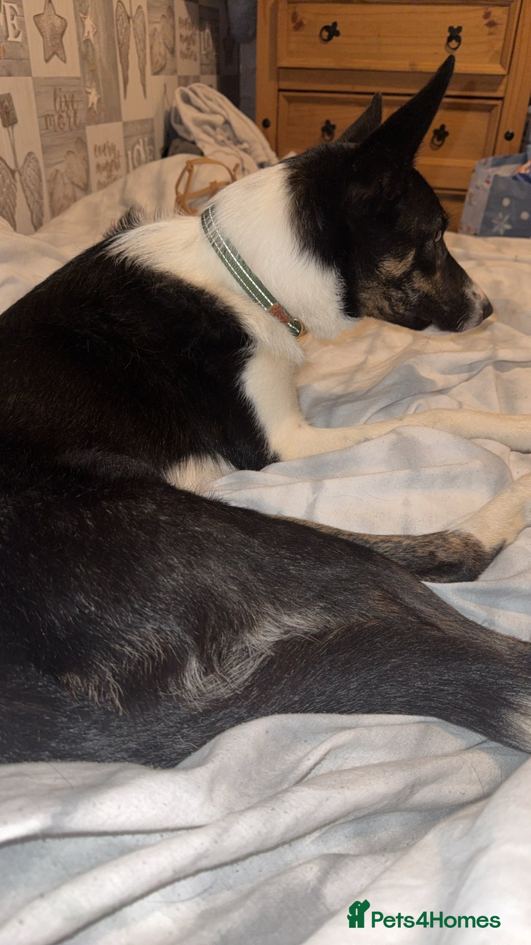 Border Collie dogs for sale: Border collie - Image 3