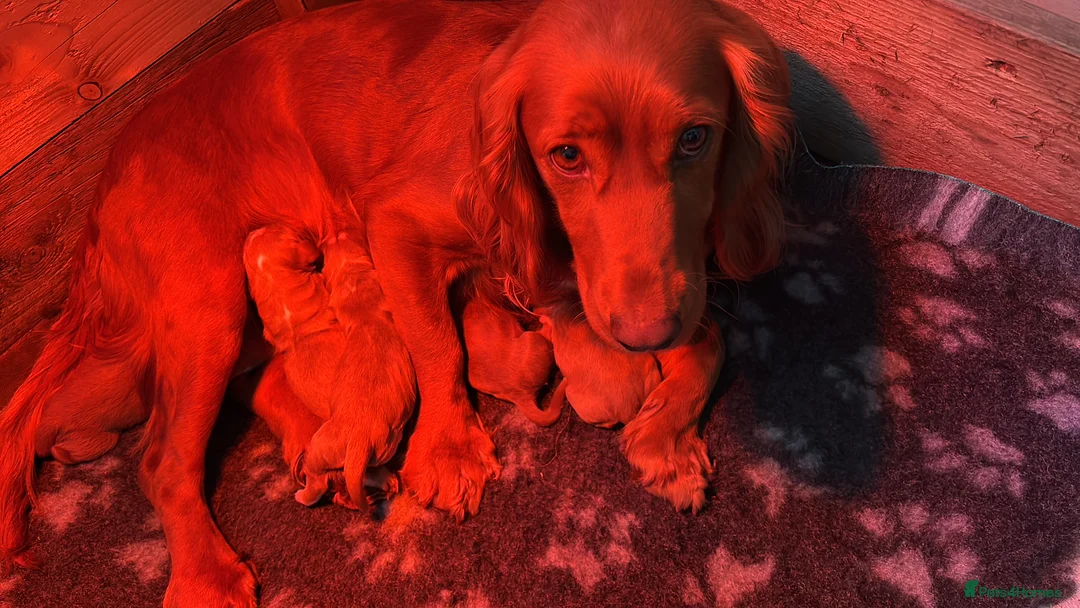 Cocker Spaniel dogs for sale: KC registered Cocker spaniel  - Advert 7