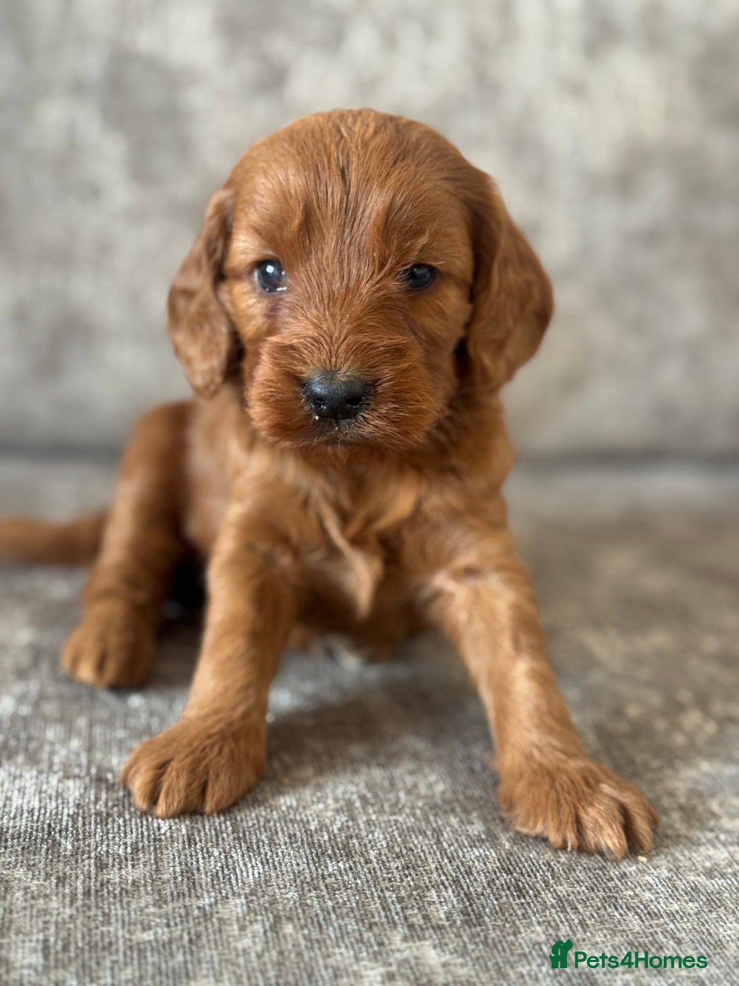 Cockapoo dogs for sale: BEAUTIFUL RED COCKAPOO PUPS HEALTH TESTED PARENTS - Advert 7