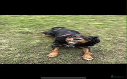 Cavalier King Charles Spaniel dogs for sale: Beautiful kc king charles pup for sale - Image 2