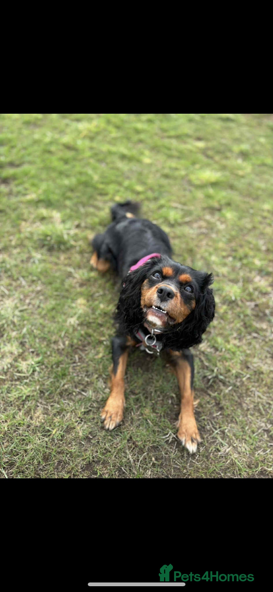 Cavalier King Charles Spaniel dogs for sale: Beautiful kc king charles pup for sale - Image 2