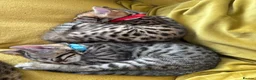 Bengal cats for sale: LAST ONE LEFT - MALE ✨GLITTER Coat✨Bengal kittens  - Advert 8