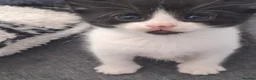 Mixed Breed cats for sale: Long haired kittens  - Advert 7
