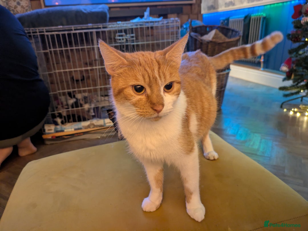 Mixed Breed cats for sale: 2 female kittens  - Advert 8