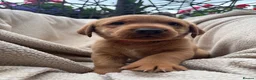 Labrador Retriever dogs for sale: Fox Red Labrador Puppy’s for Sale - Advert 22