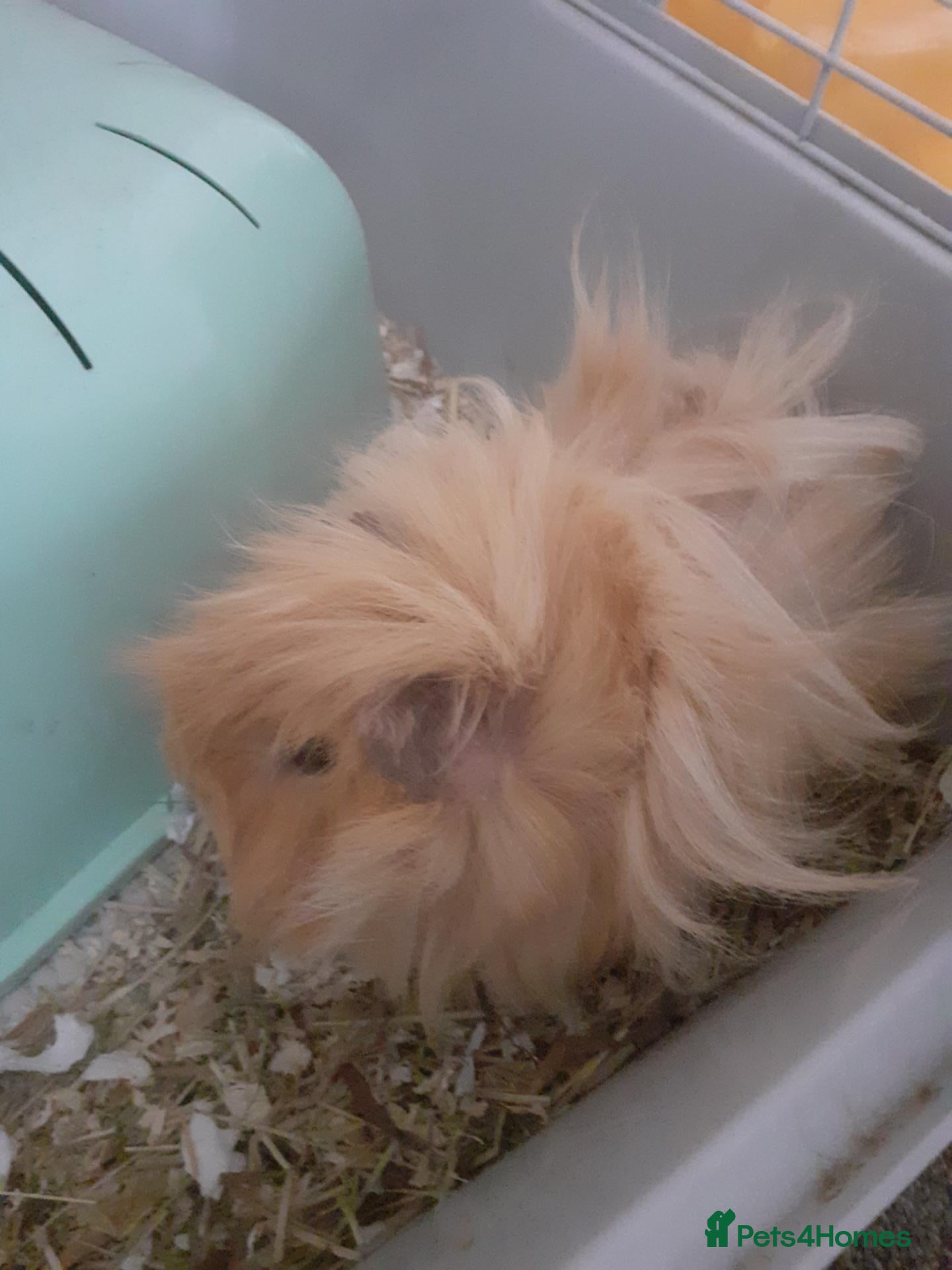 Guinea Pig rodents 2 stunning rare bonded male guinea pigs with cage - Advert 4