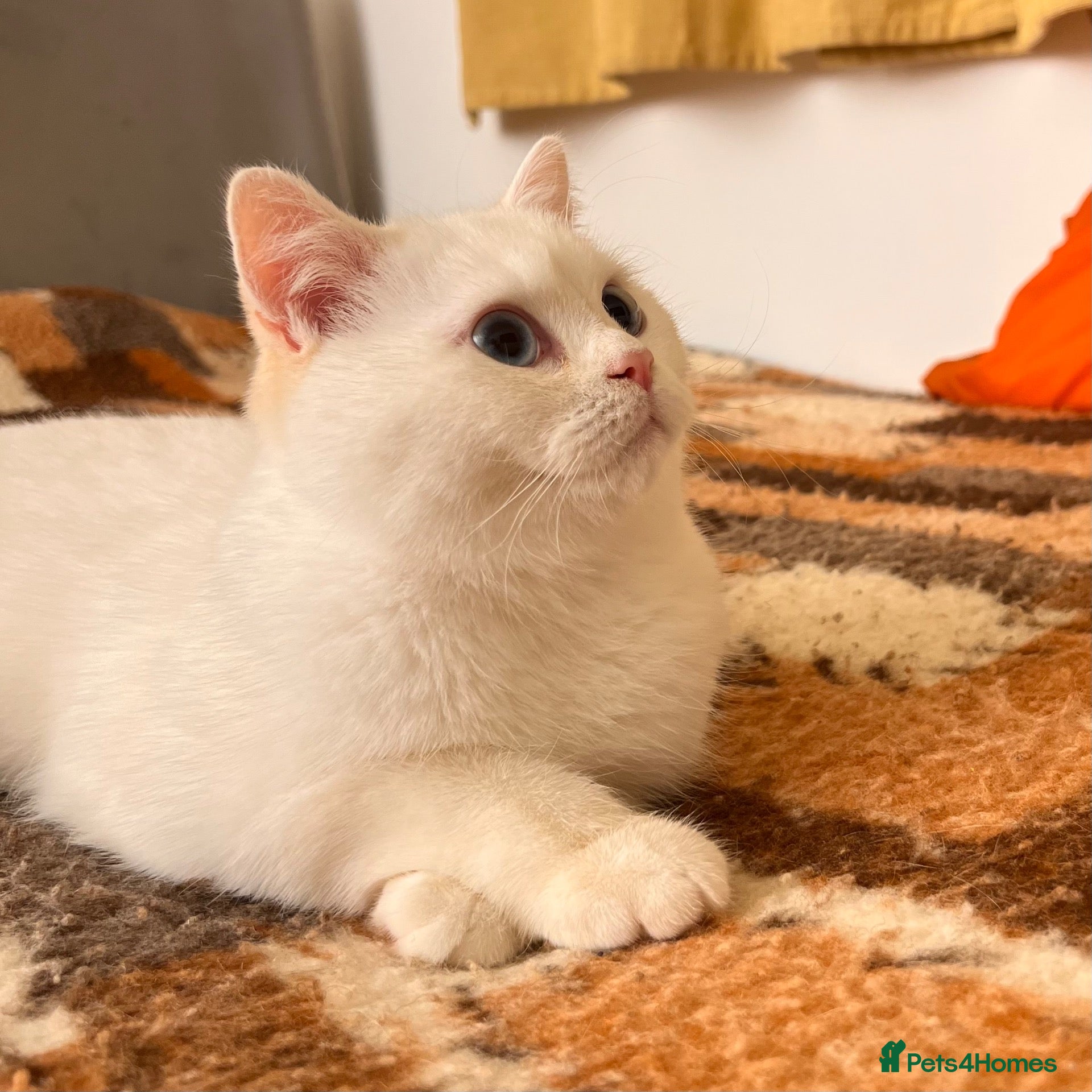 British Shorthair cats for sale: 🐾 TICA B.S.H Boy 🐾 - Advert 1