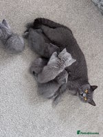 British Shorthair cats British shorthair kittens 🐈⬛ - Advert 3