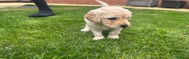 Cockapoo 5