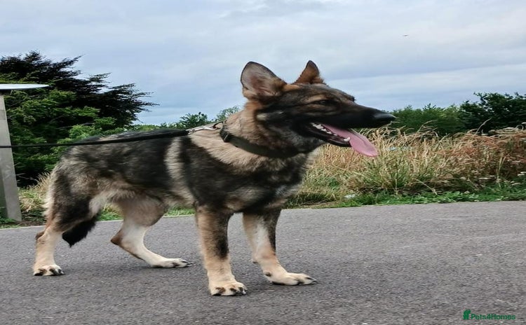German Shepherd dogs in Birmingham - Advert 11
