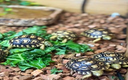 Tortoise reptiles for sale: Leopard Tortoise Hatchlings - Image 4