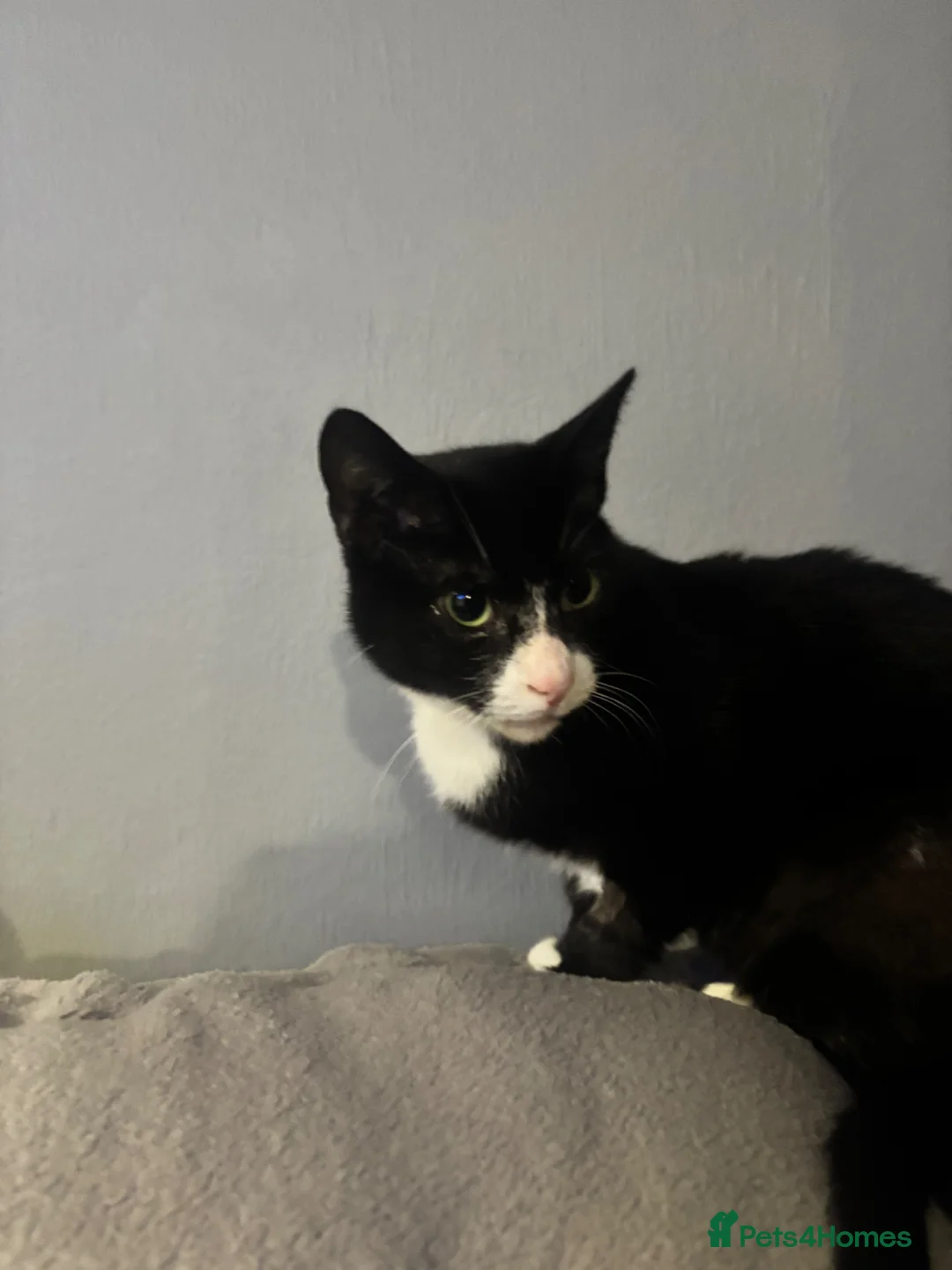 Domestic Shorthair cats for sale: Mia - ready for adoption  - Advert 2