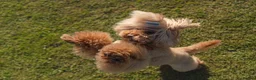 Toy Poodle dogs for stud: Stud Dog Available – Rufus "Magic Bashful Prince"  - Advert 4