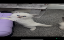 Ragdoll cats for sale: Beautiful Ragdoll kittens  - Image 10