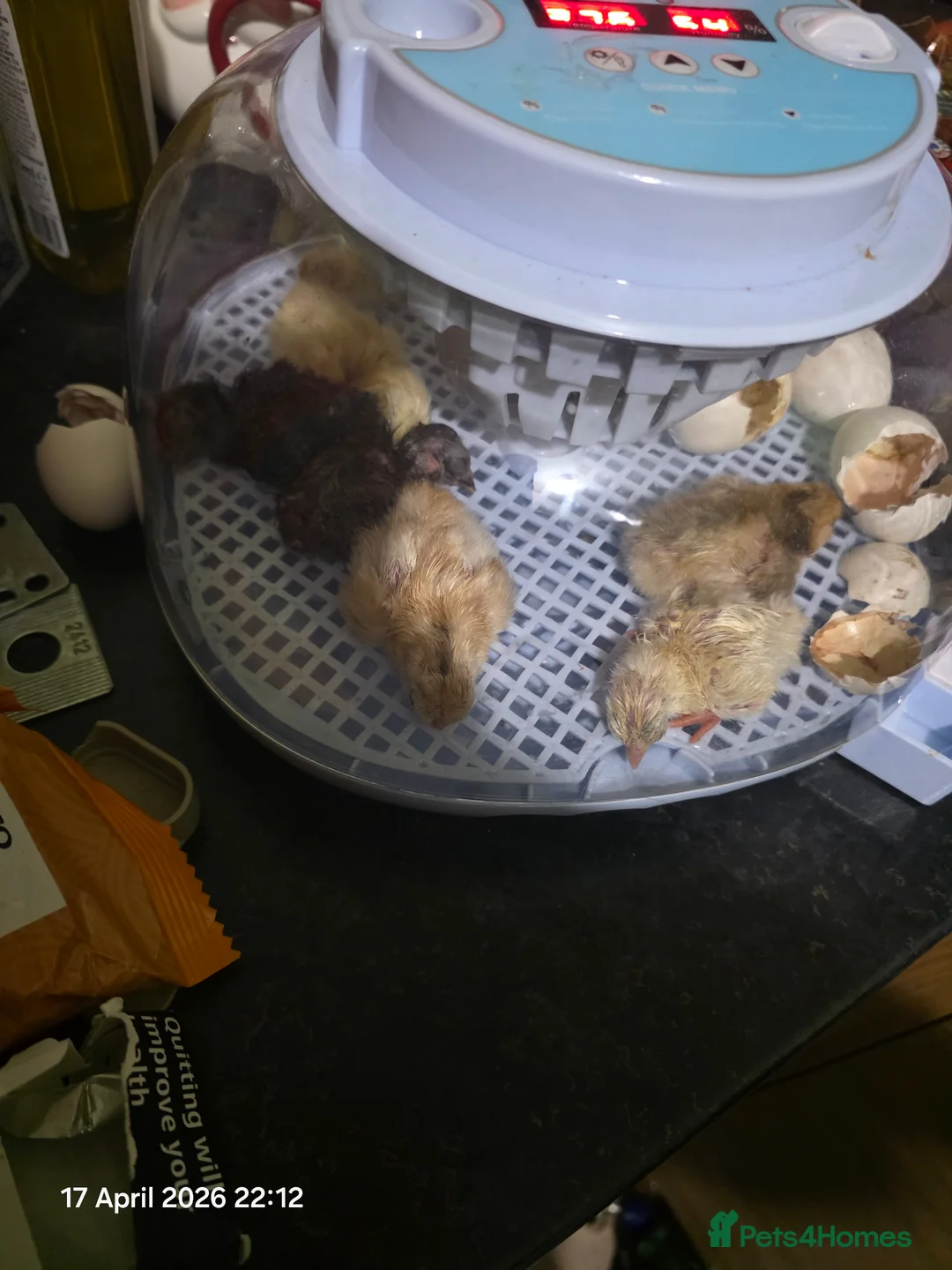 Mixed Breed poultry for sale: Day old serama crosses - Advert 1