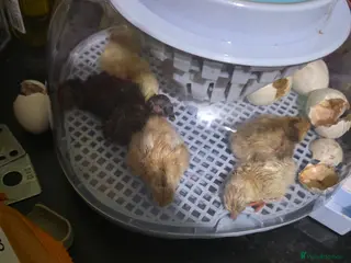 Mixed Breed poultry Day old serama crosses - Advert 10