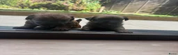 Jackapoo dogs for sale: Beautiful litter of f1 jackapoo puppies  - Advert 17