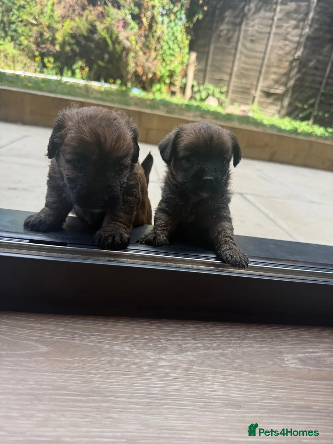 Jackapoo dogs for sale: Beautiful litter of f1 jackapoo puppies  - Advert 17