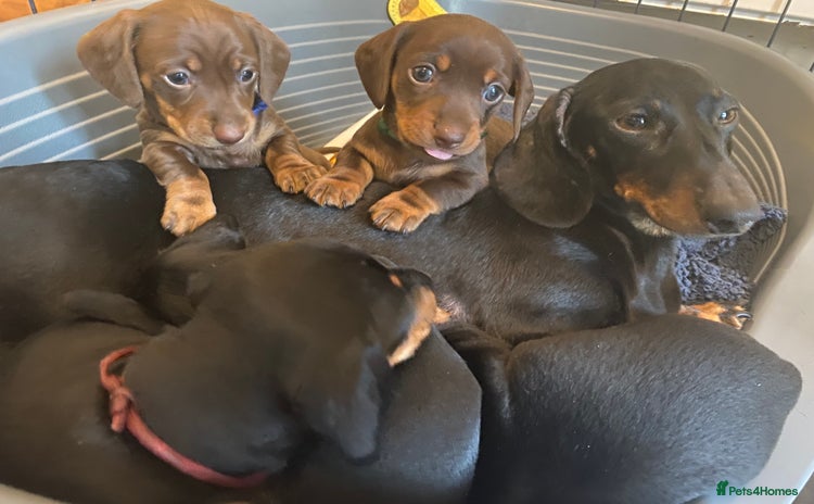 Miniature Dachshund dogs - Advert 4