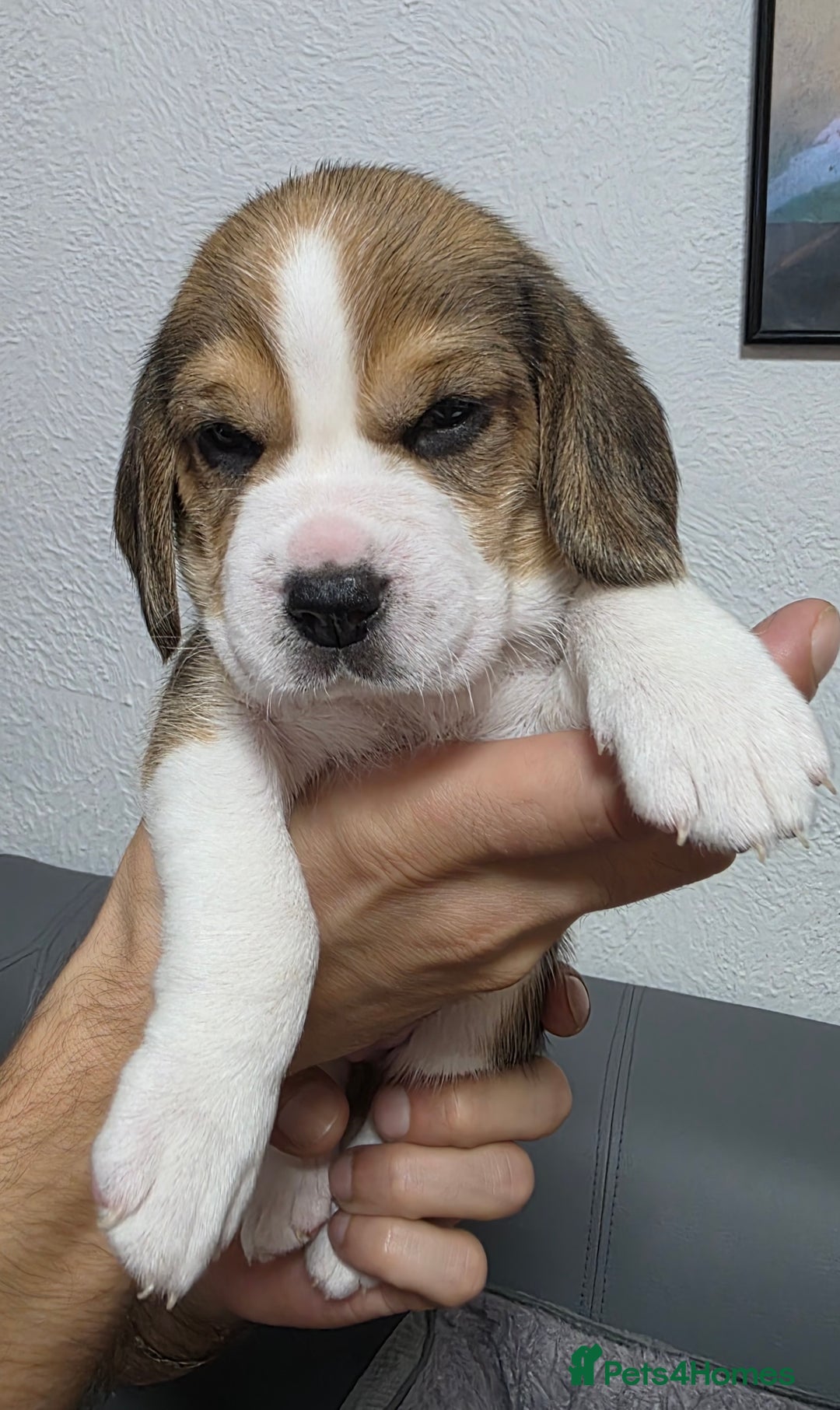 Beagle dogs for sale: Beautiful tri-colored puppies  - Advert 5