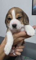 Beagle dogs Beautiful tri-colored puppies - Advert 4