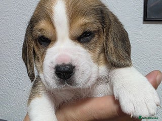 Beagle dogs Beautiful tri-colored puppies - Advert 6