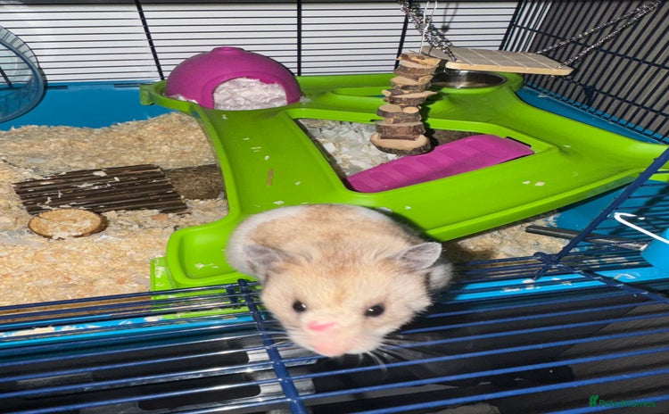 Hamster rodents - Advert 2
