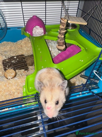 Hamster rodents - Advert 6