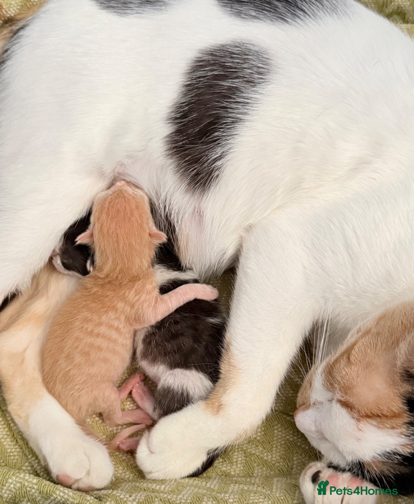 Domestic Shorthair cats sweet kittens for sale ❤️ - Advert 3