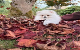 Pomeranian dogs for sale: ** Pomeranian/700g-11 week Champion EU Bloodline  - Image 1