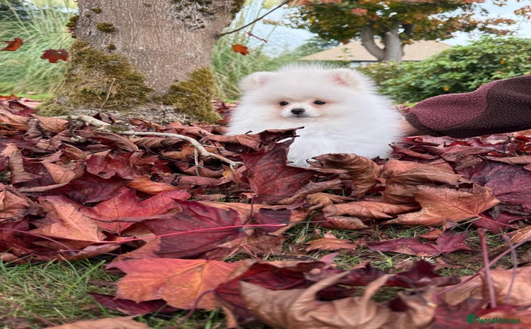 Pomeranian dogs - Advert 2