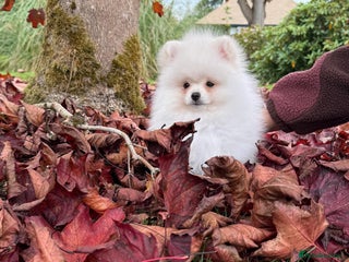 Pomeranian dogs - Advert 26