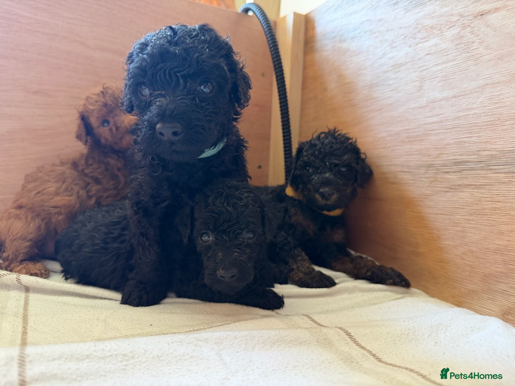 Cockapoo dogs Stunning Black & Brown Cockapoo Puppies! 🐾 - Advert 16