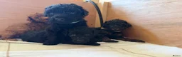 Cockapoo dogs for sale: Ready Now f1b Black & Brown Cockapoo Puppies! 🐾 - Advert 8