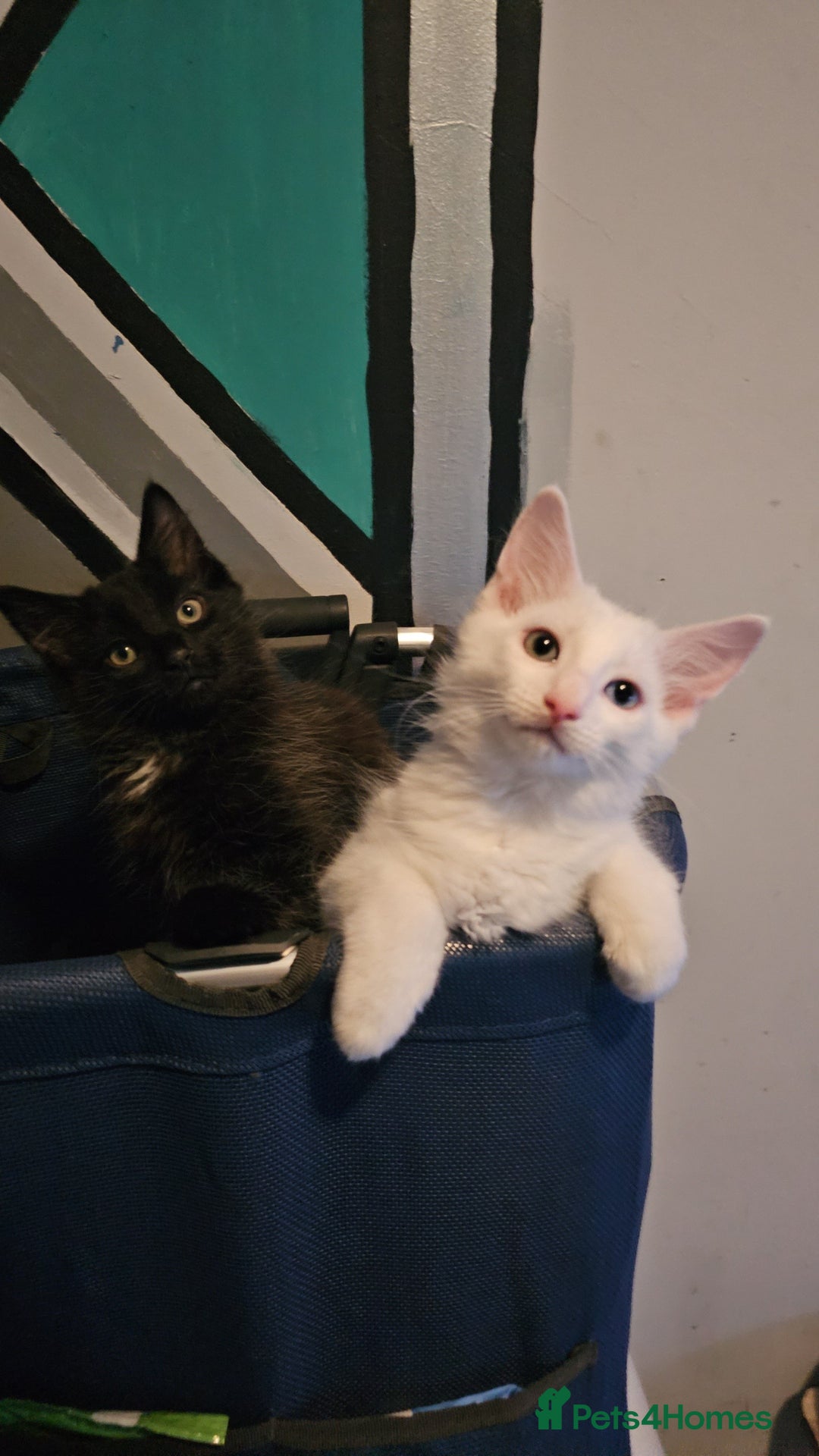 Turkish Angora cats for sale: Adorable 2 Kittens - Image 5