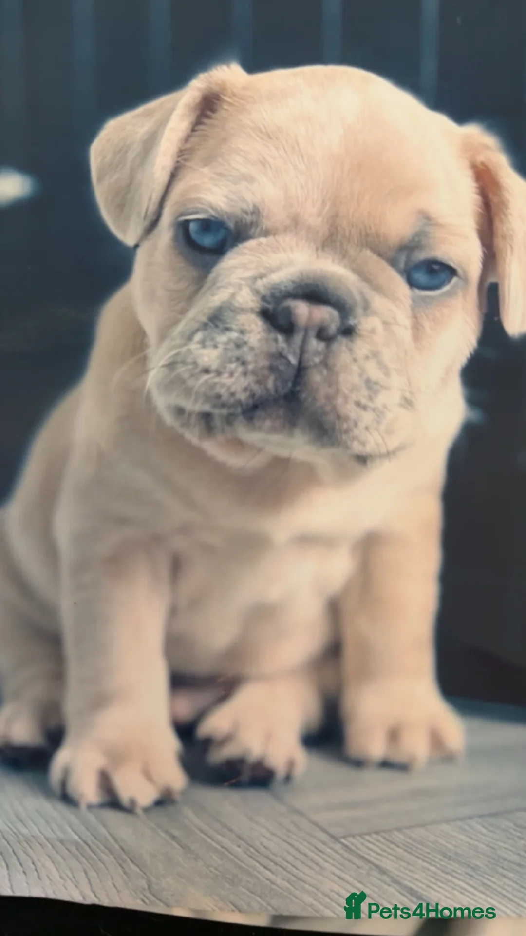 French Bulldog dogs for stud: New Isabella lilac merle for stud  in Telford - Advert 7