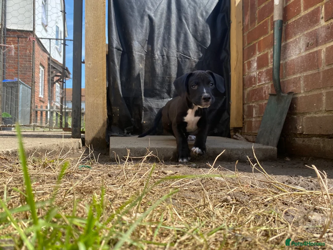 Mixed Breed dogs for sale: Two boys  in Deal - Advert 2