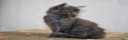 Maine Coon cats for sale: Gorgeous TICA-Registered Maine Coon Kittens! - Advert 33