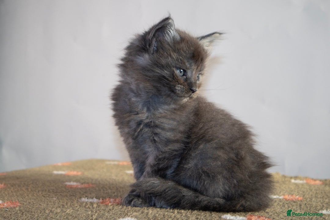 Maine Coon cats for sale: Gorgeous TICA-Registered Maine Coon Kittens! - Advert 33