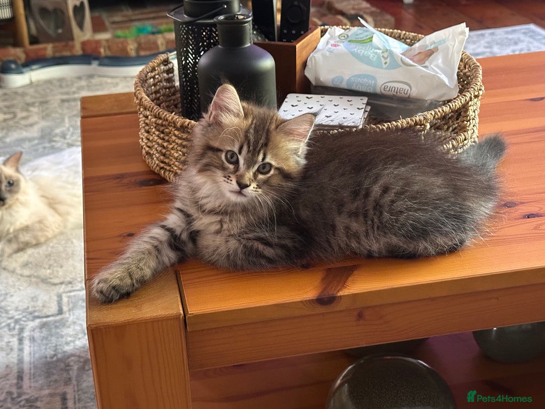Maine Coon cats for sale:      💖LAST BEAUTIFUL BABY GIRL💖  - Image 27