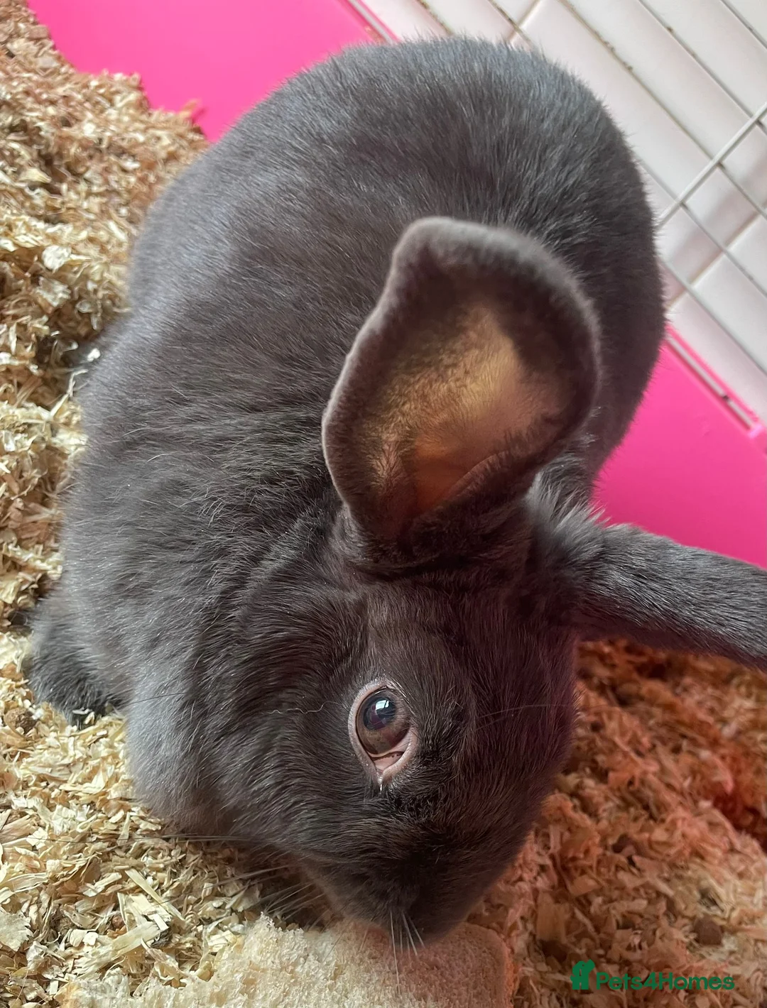 Mixed Breed rabbits for sale: Two 4-years old rabbits in London - Advert 2