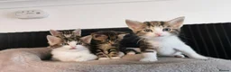 Mixed Breed cats for sale: Extra-cuddly, hand-reared, vet checked kittens  - Advert 11