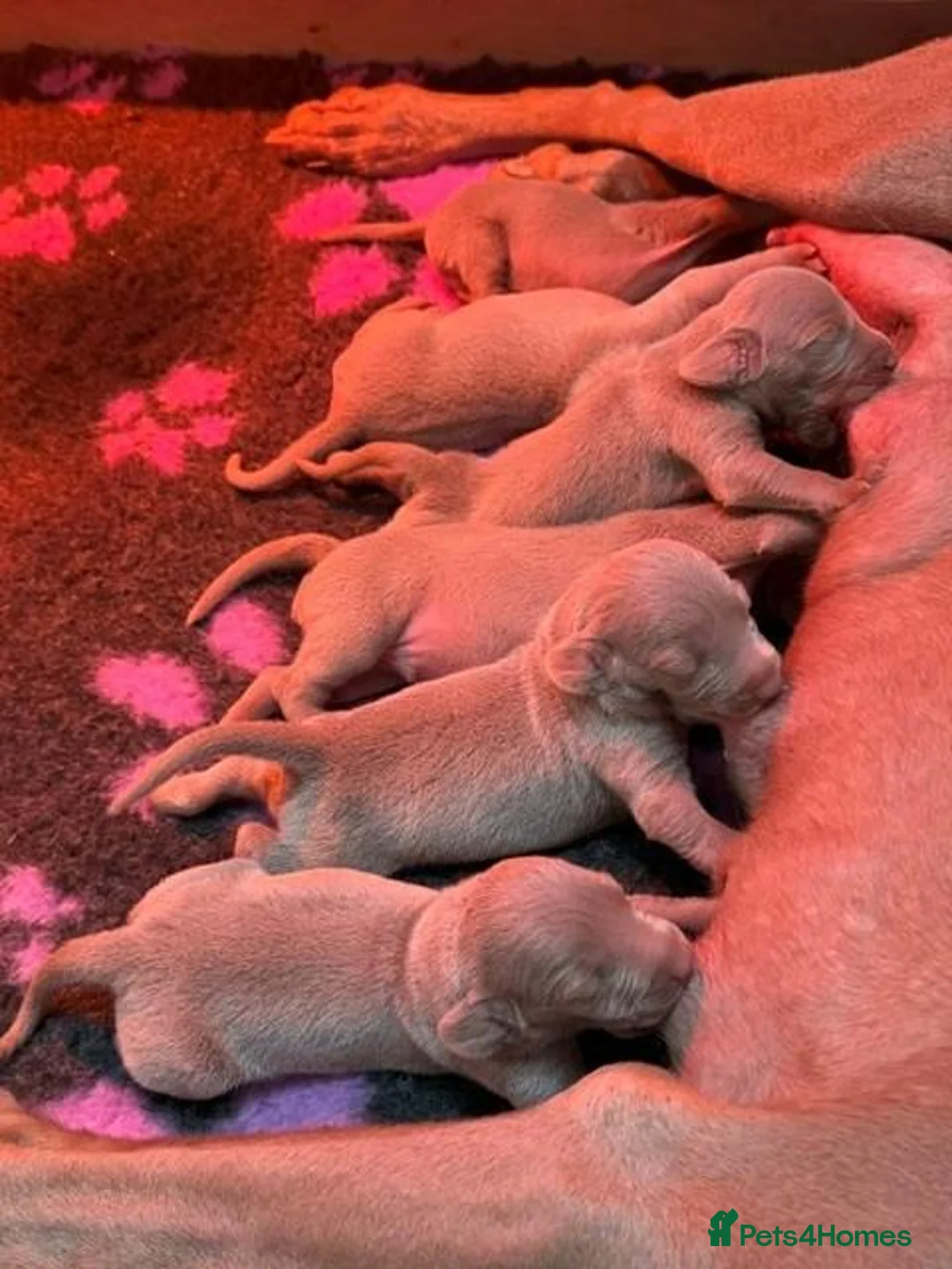 Weimaraner dogs for sale: Gunalt Bloodlines & Temperament - Advert 5
