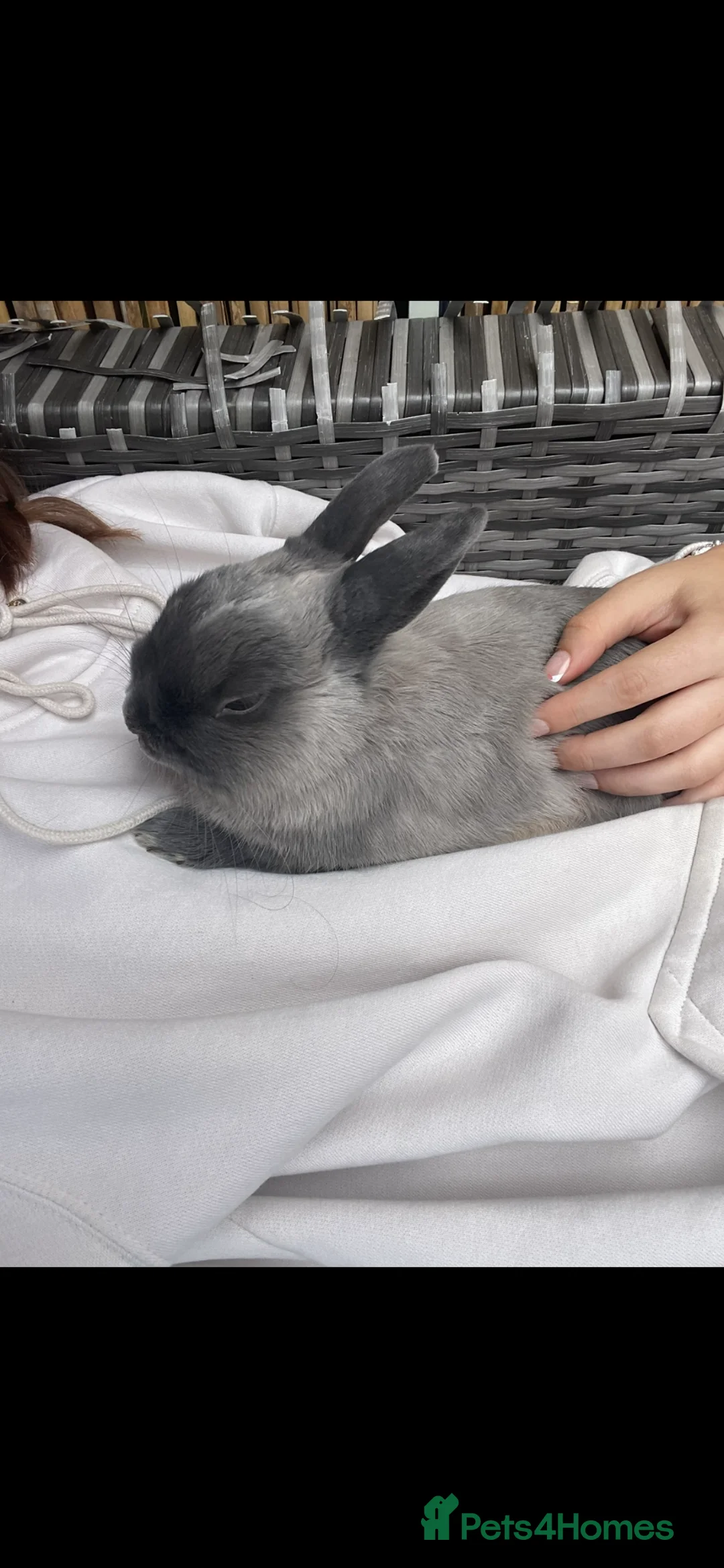 Mixed Breed rabbits for sale: Bambi & thumper  in Southampton - Advert 4