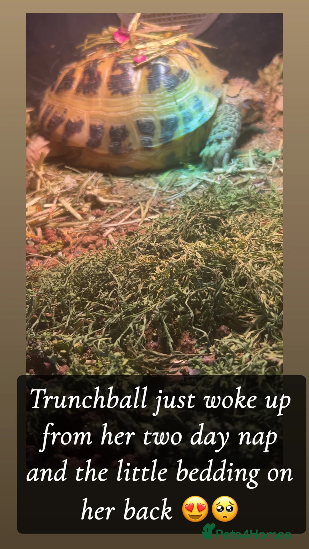 Tortoise reptiles for sale: Horsefield Tortoise  - Advert 2