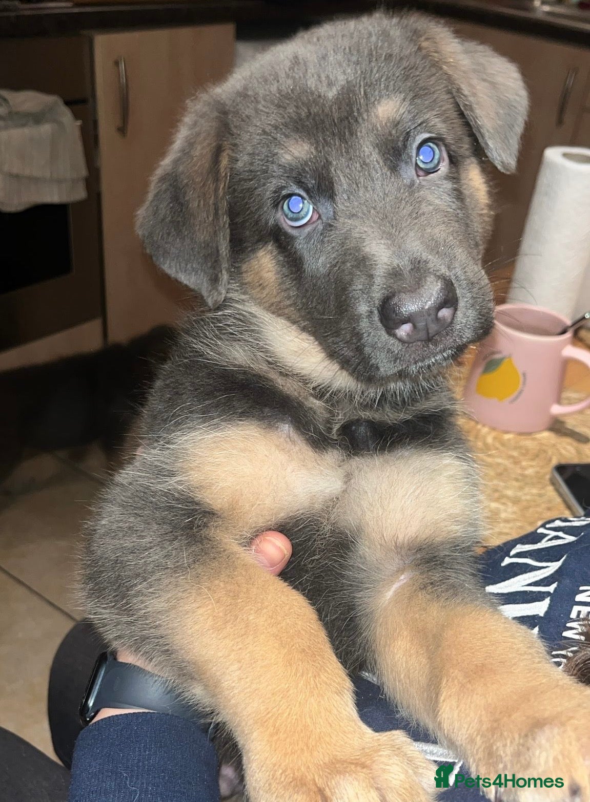 German Shepherd dogs Cute German shepherd puppies  - Advert 1