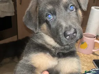 German Shepherd dogs Cute German shepherd puppies - Advert 1